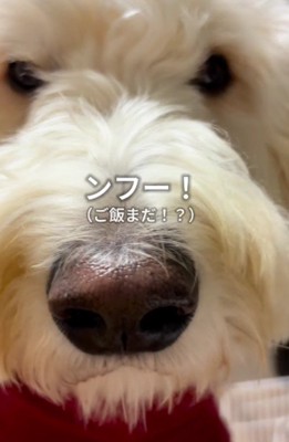 「ンフー！」