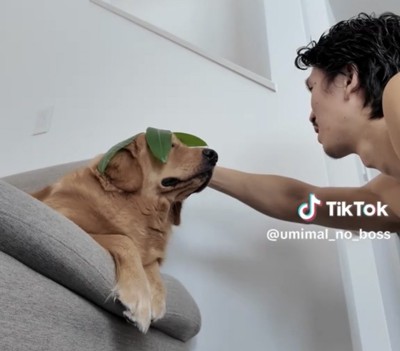 葉っぱを直してもらう犬