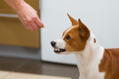 おやつを差し出す手に歯をむき出すバセンジー