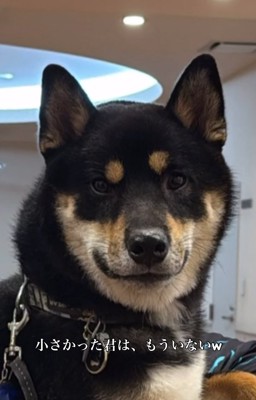 飼い主に抱っこされる柴犬%％愛情をたっぷり受けてすくすく育ちました！