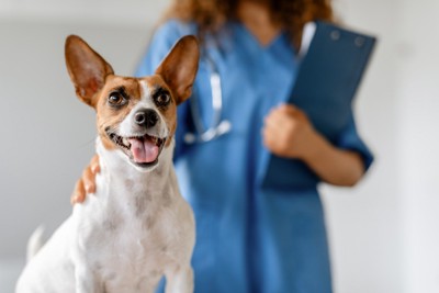 獣医師に背中を触られている犬