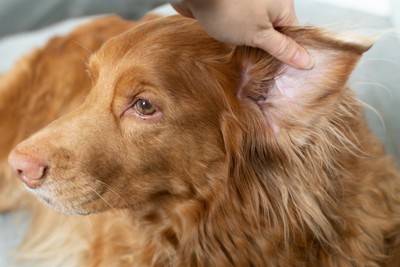 片耳をめくってチェックされている犬