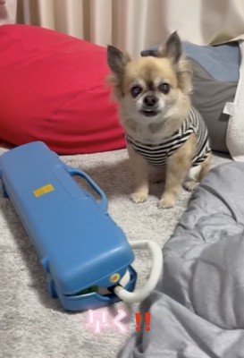 『ママ、鍵盤ハーモニカを吹いて』とおねだりする13歳の老犬→待ち切れない様子で…演奏中の『尊い光景』が34万再生「上手すぎ」「可愛い」