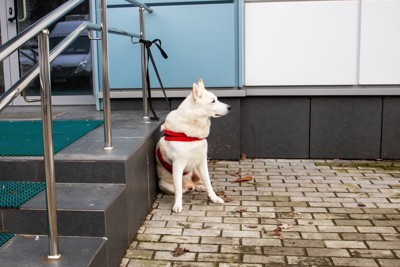 手すりに繋がれた犬