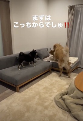 「こらっ！」