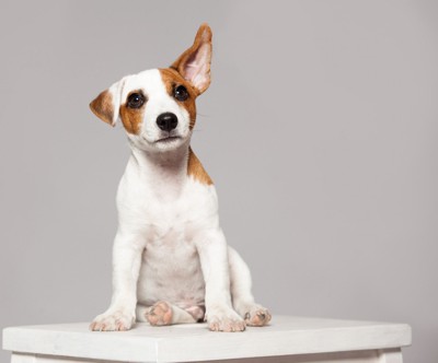 片耳だけ立たせながら座っている子犬