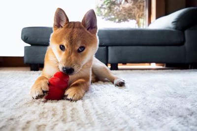 コングを前足で挟んで遊ぶ柴犬