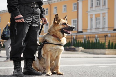 ハンドラーの横に座る警察犬