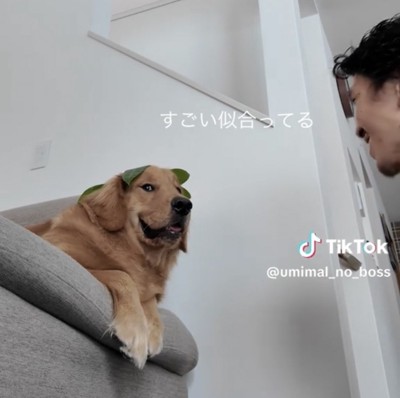 笑顔になってきた犬
