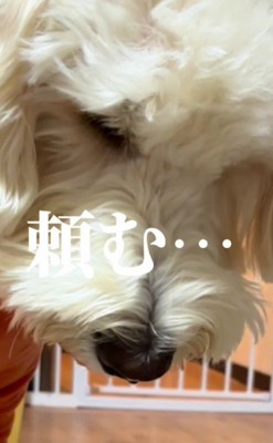 「頼む…」