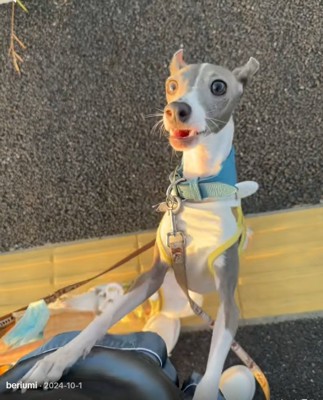 鳴くうみちゃん