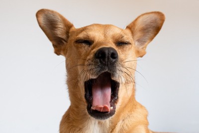 茶の犬のあくび、顔アップ