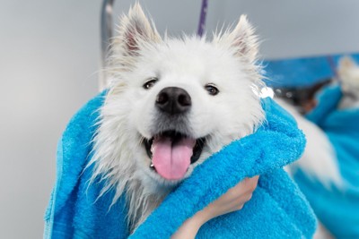 タオルドライされる笑顔の犬