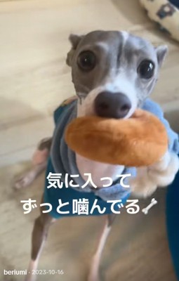 おもちゃで遊ぶうみちゃん