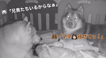 兄犬が寝かしつけてる！！