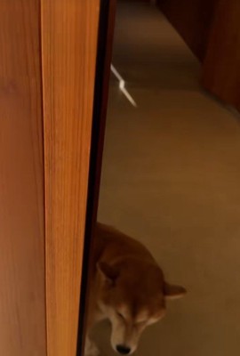 飼い主さんがお家に入ると…