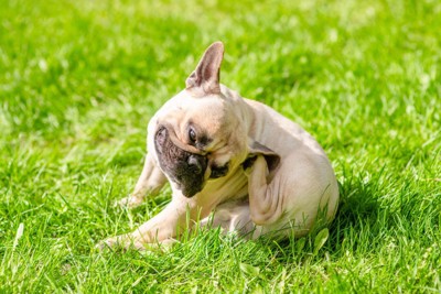 原っぱに座って耳を後ろ足で掻いている犬