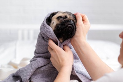 飼い主にタオルで体を拭いてもらっている犬