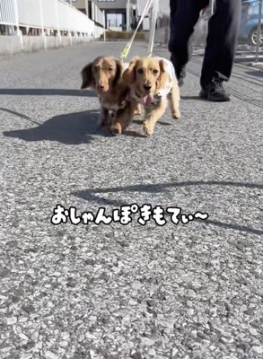 散歩日和。