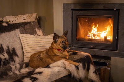 ストーブに当たっている犬