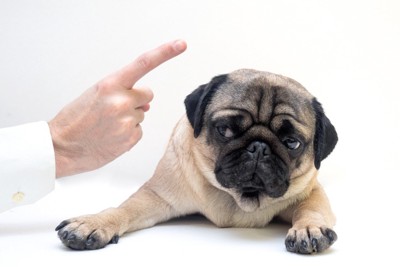 叱る飼い主と不安そうな表情の犬