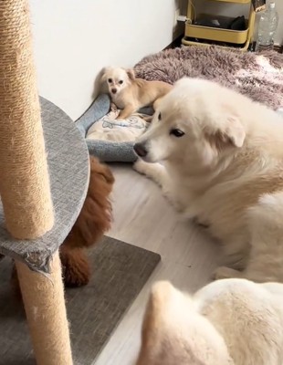 3匹の犬