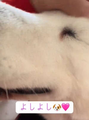 目をつぶる犬