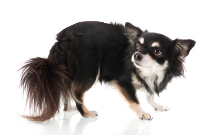 背中を丸めて振り返る犬