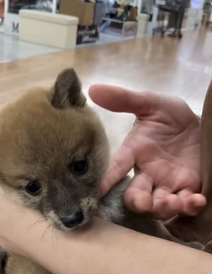顔をそらす犬