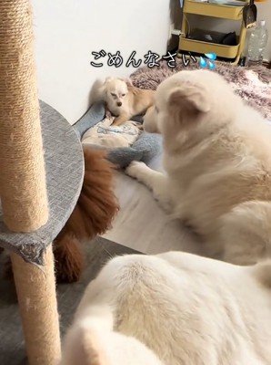 反省する犬1