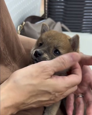 見つめる犬
