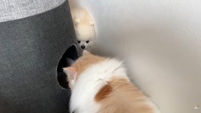 隙間からガン見!