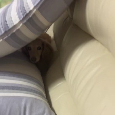 15歳のおじいちゃん犬が『リングドッグ』をした結果→参列者に挨拶をして…尊すぎる『おもてなし』に反響「マイペースでたまらん」「可愛すぎ」