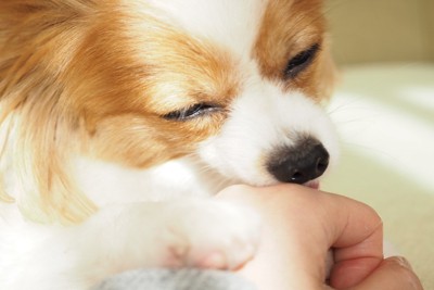 人の手を舐めている犬