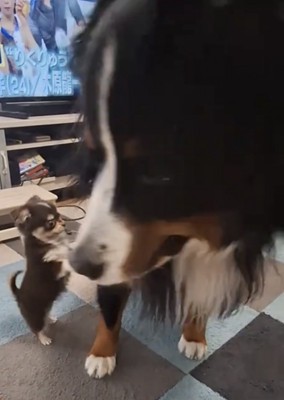 大型犬の方を向いて立ち上がる子犬