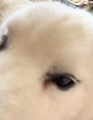 犬のアップ2