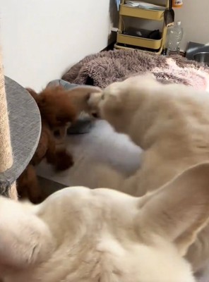 吠える犬