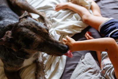 犬の舌