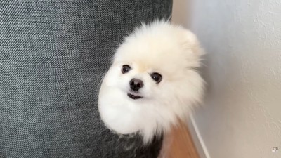 キャットタワーからひょっこり!