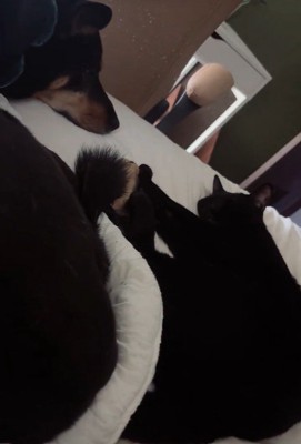 並んで寝ているワンコと黒猫ちゃん