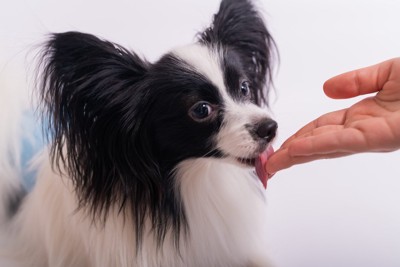 女性の手を舐めている犬