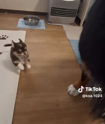 跳ねる子犬