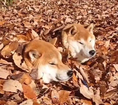 むっちり