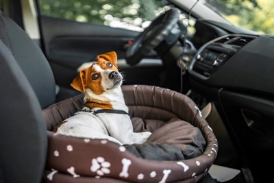 車内でベッドに座る犬
