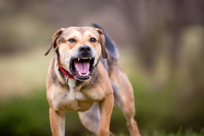 威嚇する垂れ耳茶の犬