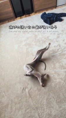 体の動きに合わせて震える細長い犬の前足