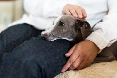 寄り添う犬を撫でる
