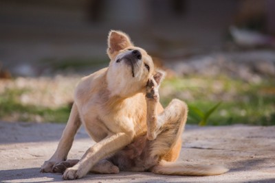 屋外で体を掻いている犬