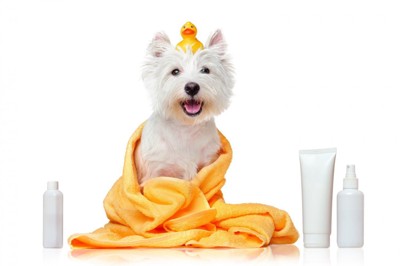 スキンケアグッズとタオルに包まれた犬