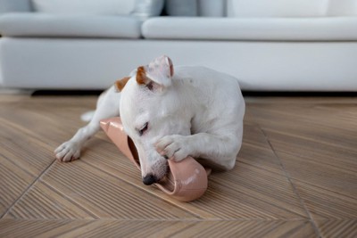 靴を噛む犬